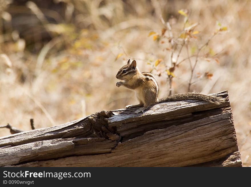 Chipmunk on log