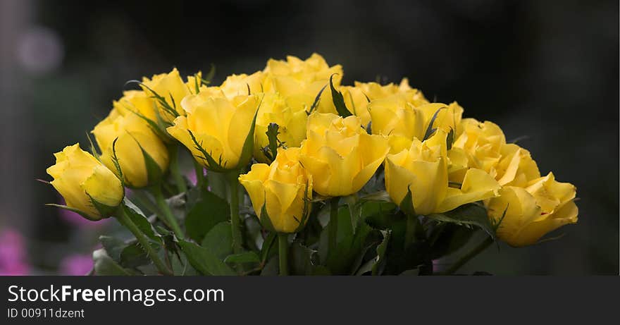 Yellow roses in my garden