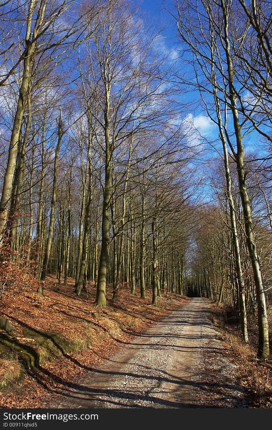 Winter time forest and a dirt road. Winter time forest and a dirt road