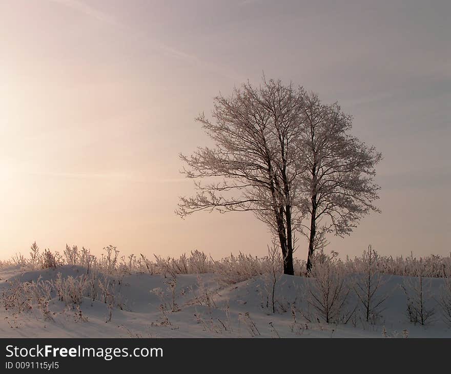 Lonely trees in a field. A winter landscape. On a dawn.