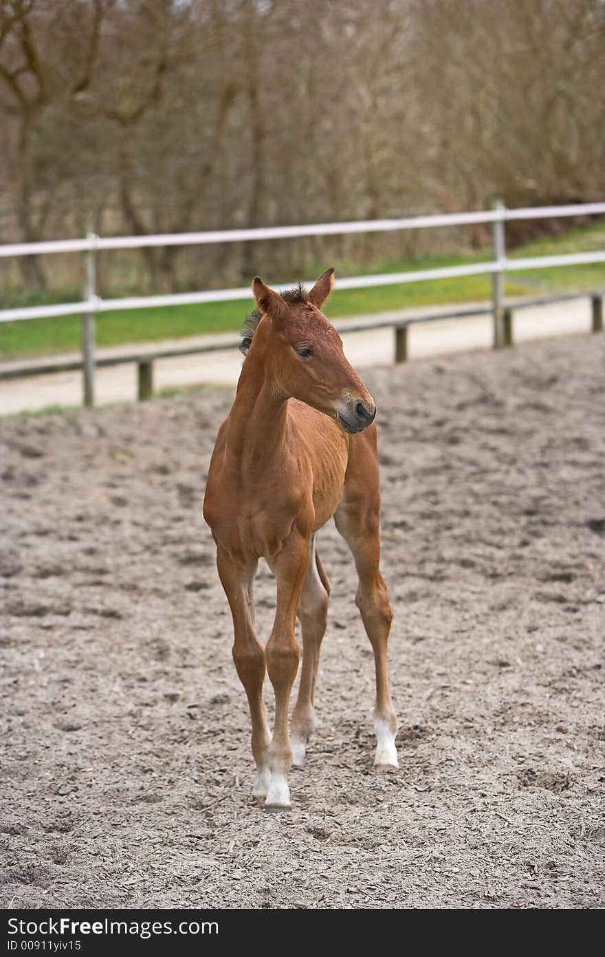 A young foul, only few weeks old