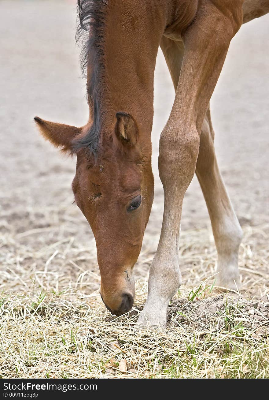 A young foul, only few weeks old