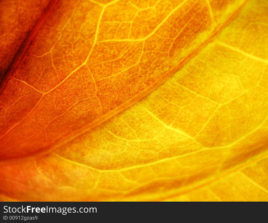 Close up of an autumn  leaf useful for fall backgrounds. Close up of an autumn  leaf useful for fall backgrounds