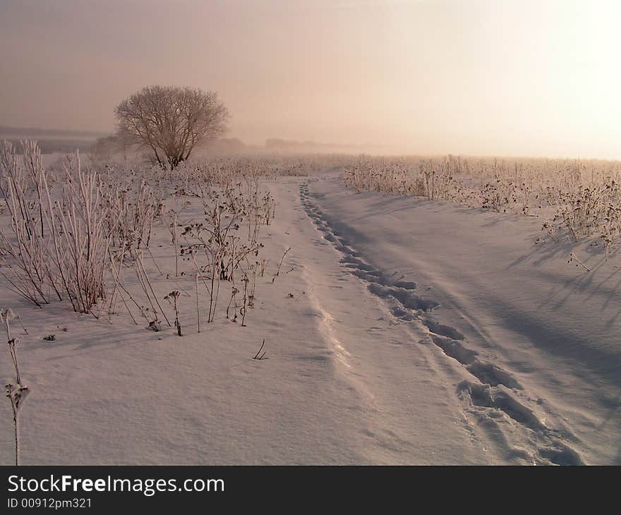 It is dear in a fog. A winter landscape. On a dawn.