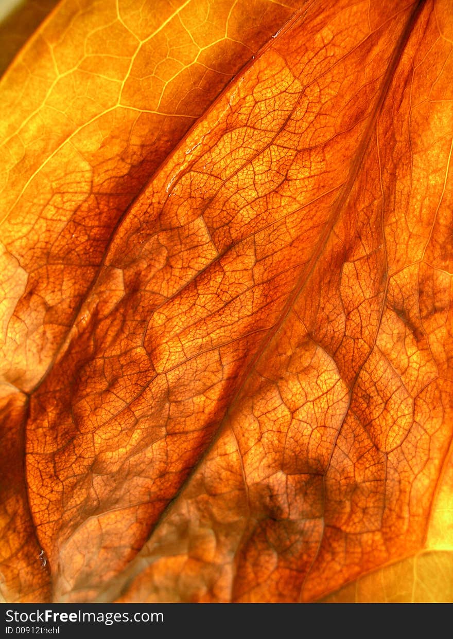 Close up of an autumn  leaf useful for fall backgrounds. Close up of an autumn  leaf useful for fall backgrounds