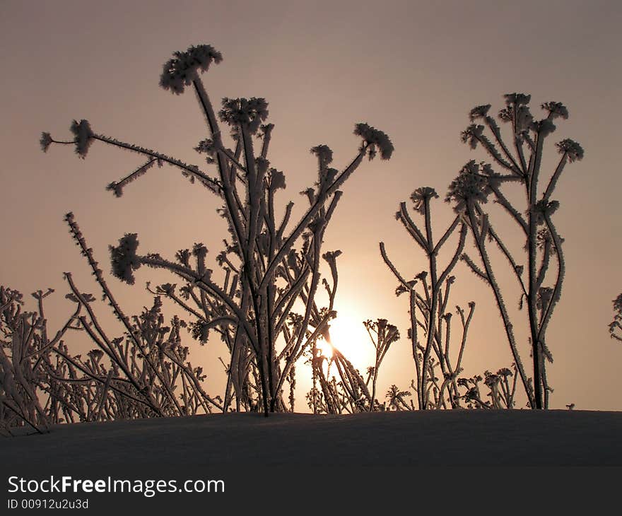 Plants in a snow. Frosty winter morning.