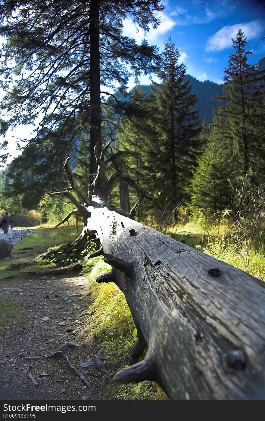 Lying wood in mountains