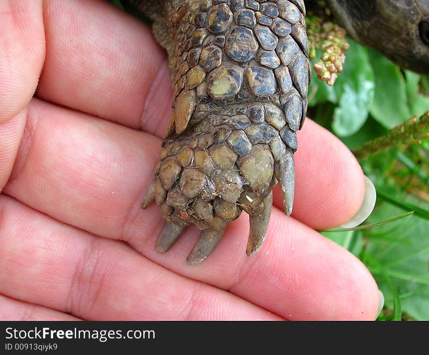 Woman's hand holding turtle's hand. Woman's hand holding turtle's hand