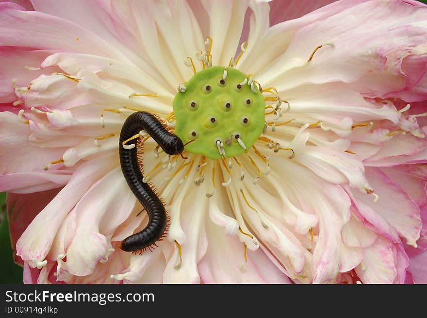 A millipede crawls across a beautiful pink lotus flower giving one the feeling of danger or something spoiled. A millipede crawls across a beautiful pink lotus flower giving one the feeling of danger or something spoiled.