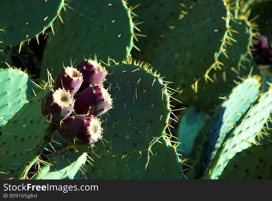 Tuna fruit on cactus in Cortona countryside in Tuscany