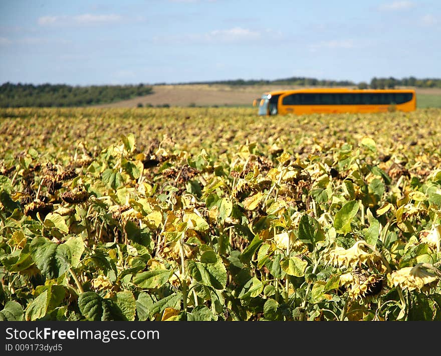 Yellow bus behind the field of sunflowers