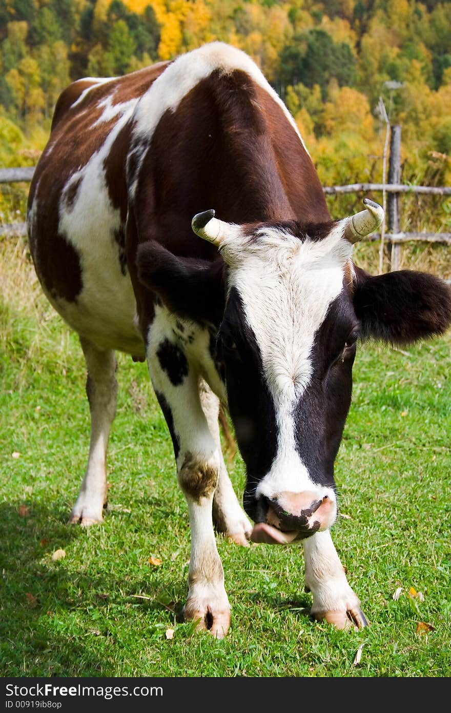 Curious cow