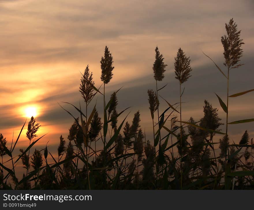 Sunset silhouette through the grass