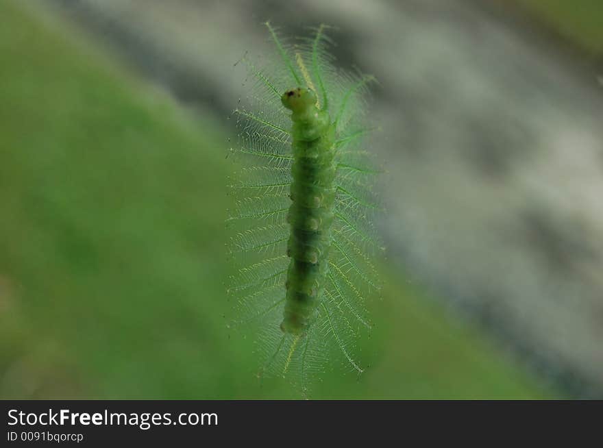 Green Catterpillar