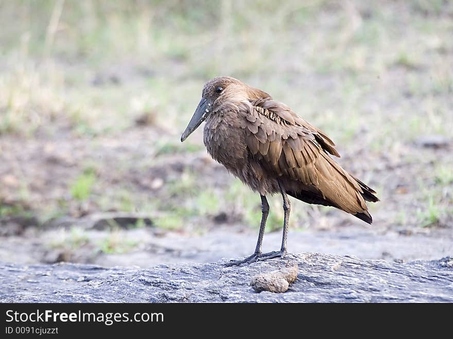 A Hammerkop (gets its name from the resemblance of its head in profile) stands on a rock on the Masai Mara, Kenya plane. A Hammerkop (gets its name from the resemblance of its head in profile) stands on a rock on the Masai Mara, Kenya plane.