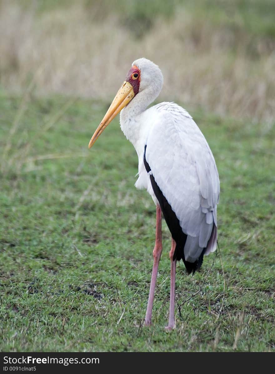 Maribou Stork