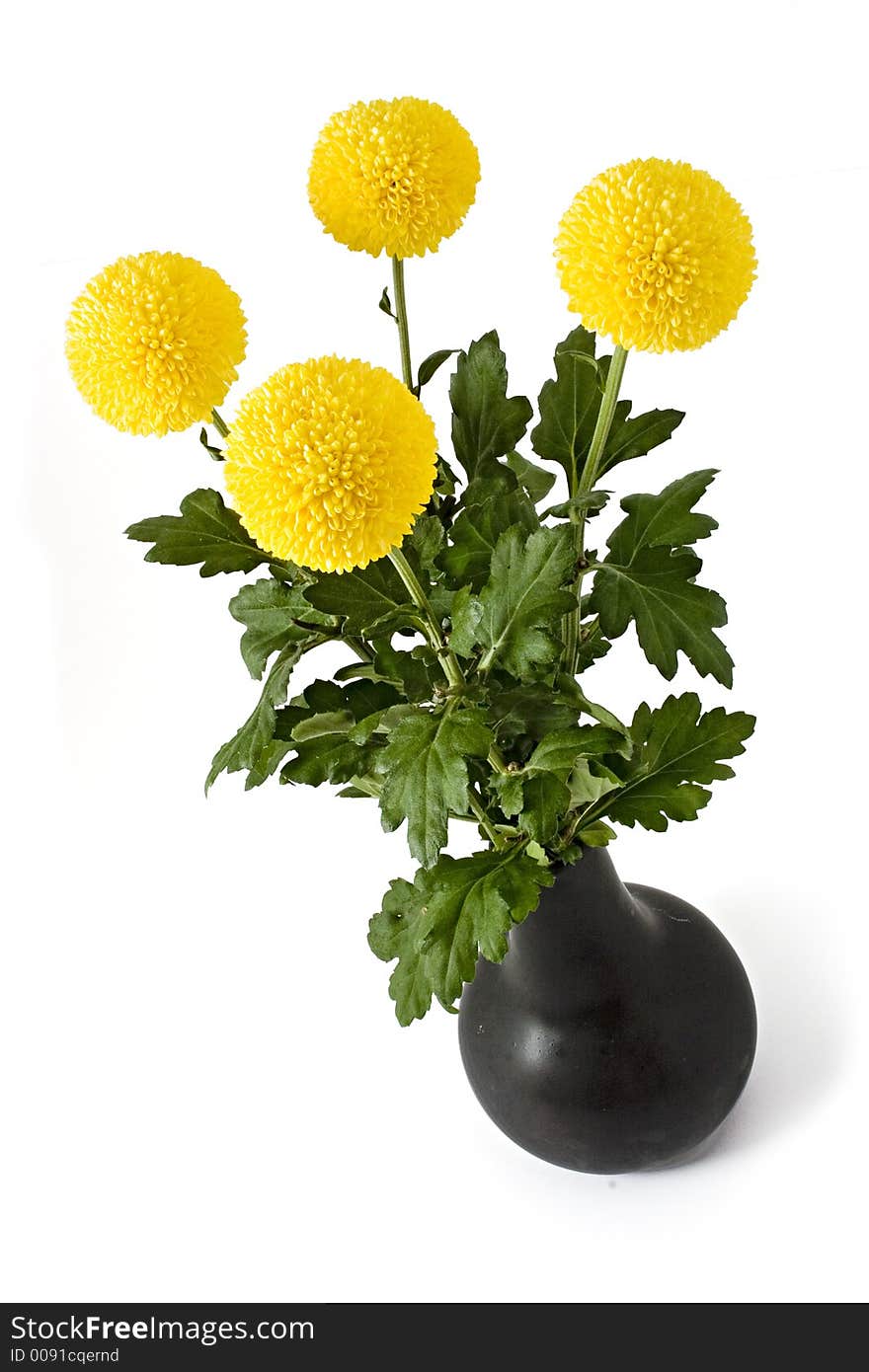 4 yellow chrysanthemum on white