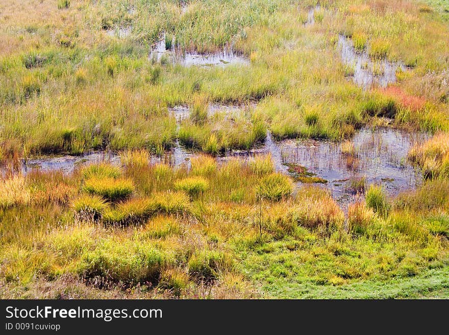 Marshland with thrickets of a grass and windows of water