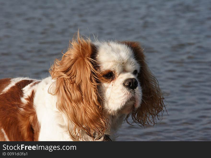 He is looking at something on the beach. He is looking at something on the beach