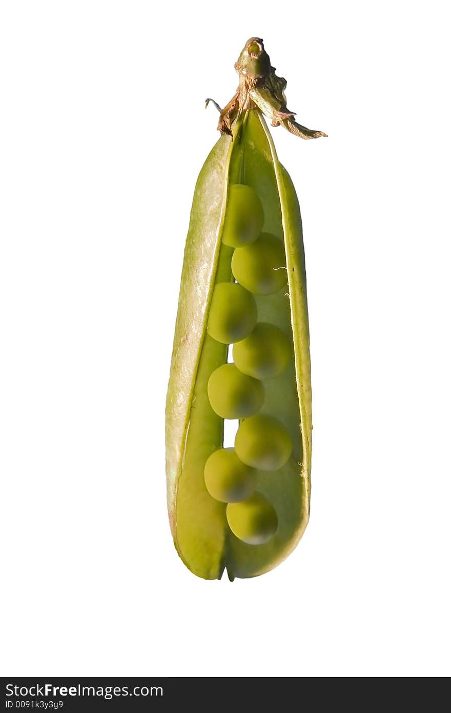 Open green peapod showing peas. Open green peapod showing peas.