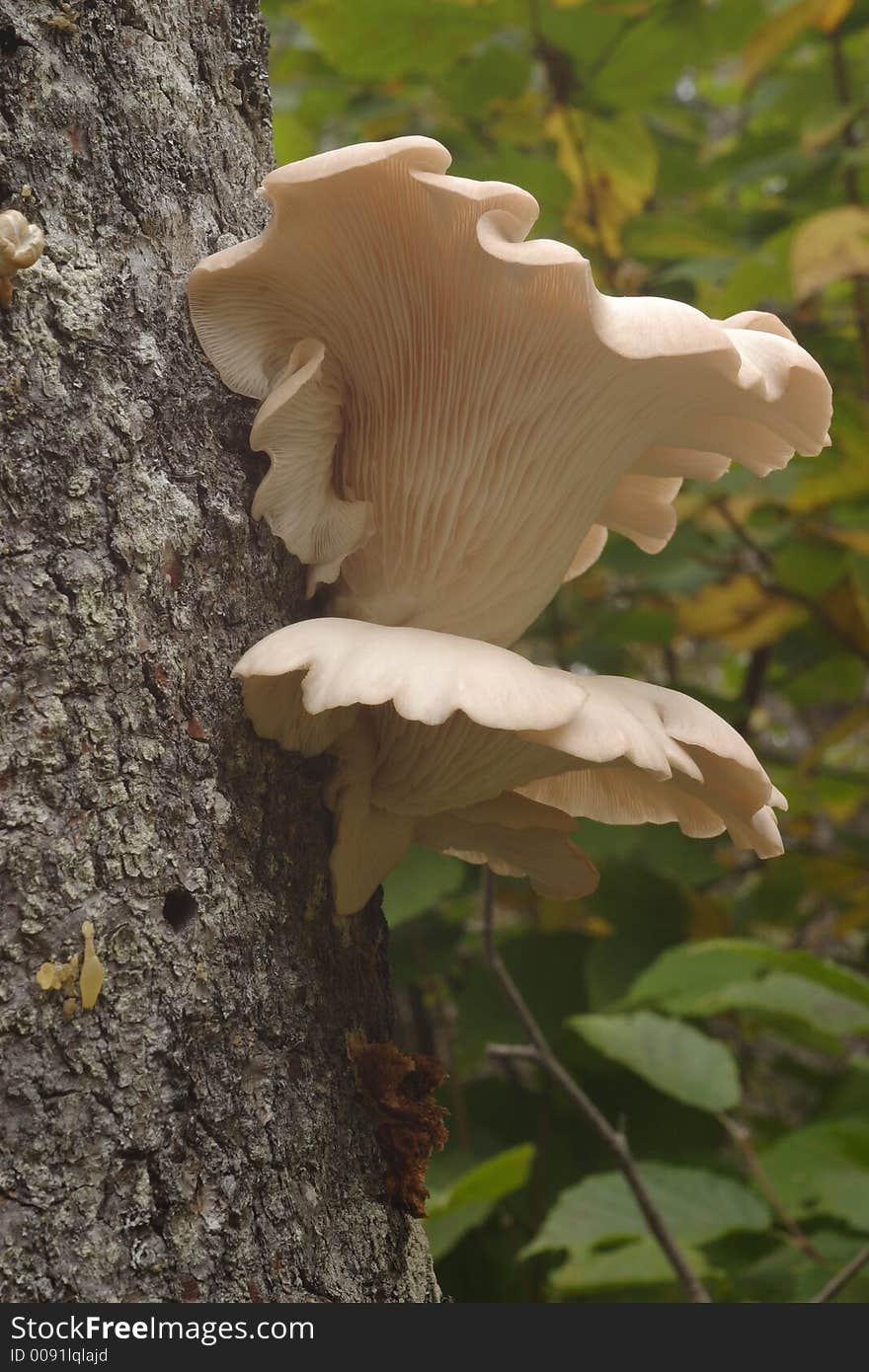 Oyster Mushrooms