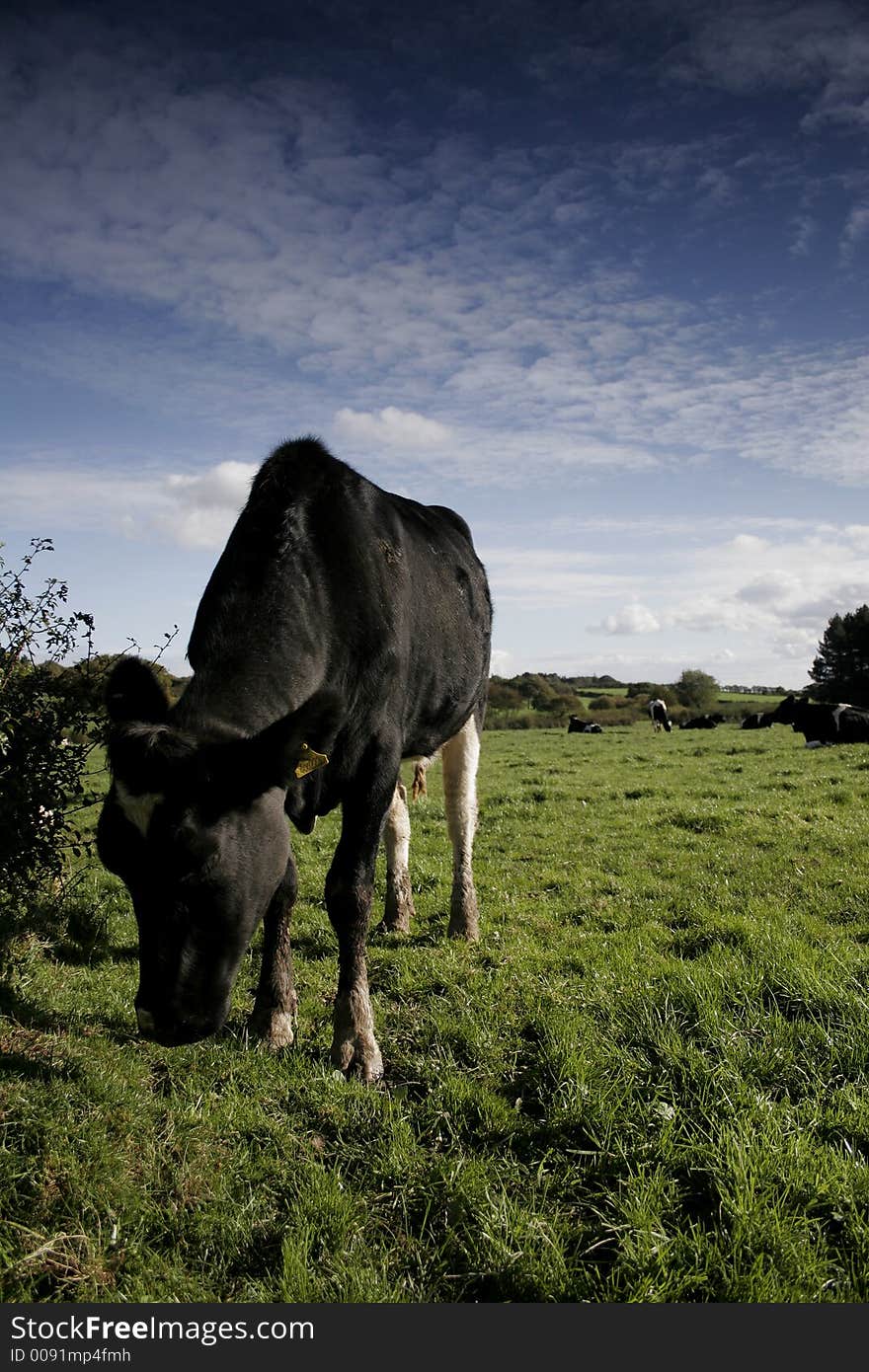 Dairy cow in a meadow