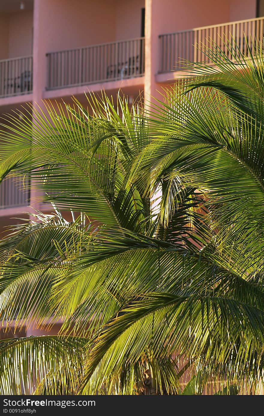 Coconut palms in front of a tropical resort. Coconut palms in front of a tropical resort.