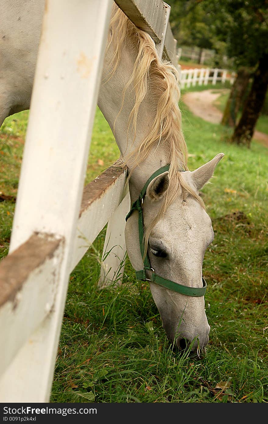 This picture was taken in the White Horses farm in Lupica, Slovenia