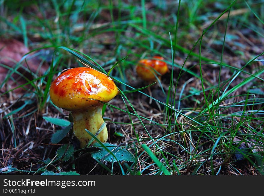 Two wild mushrooms in a field (3/3)