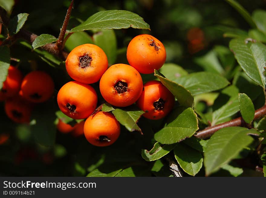 Wild German Berries