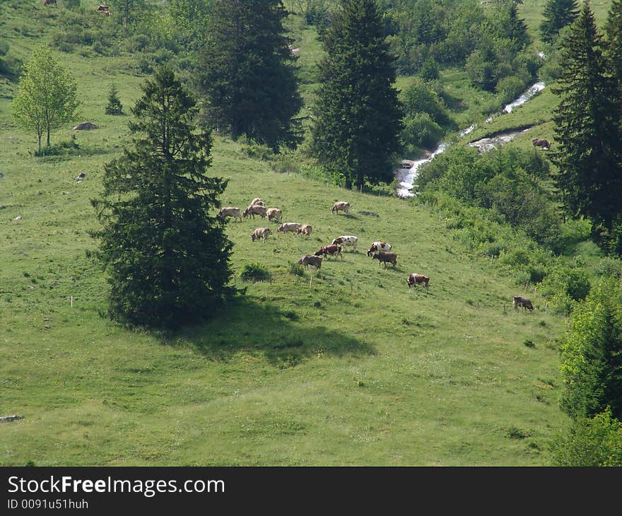 Swiss Cows in Grindelwald Wilderness