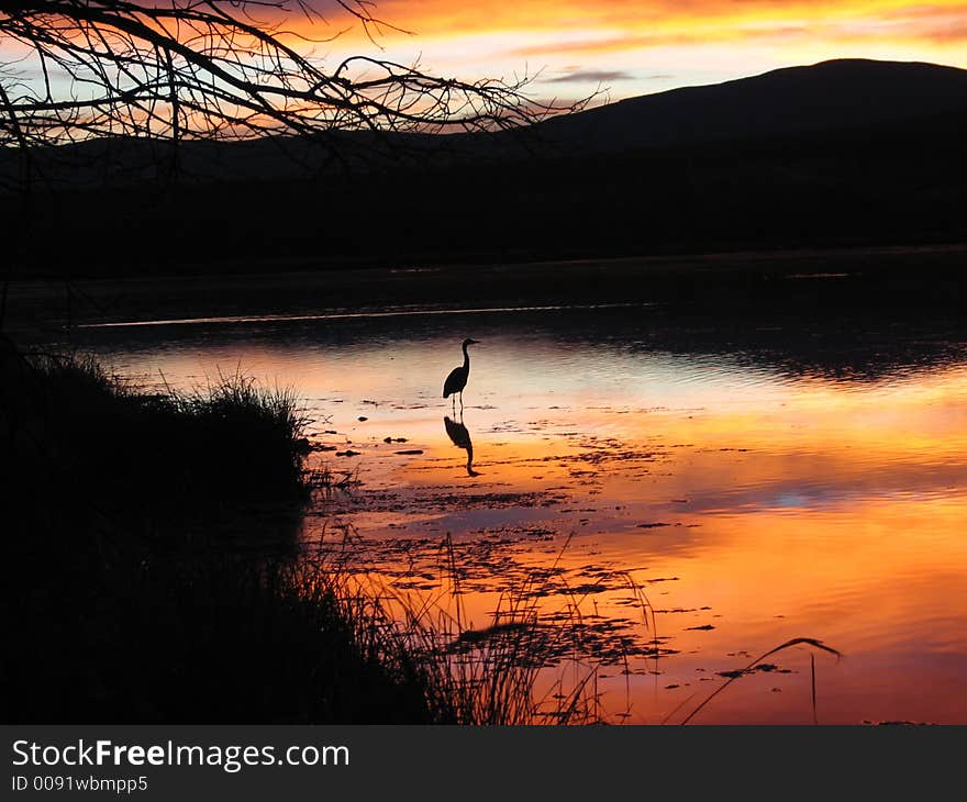 Great blue heron