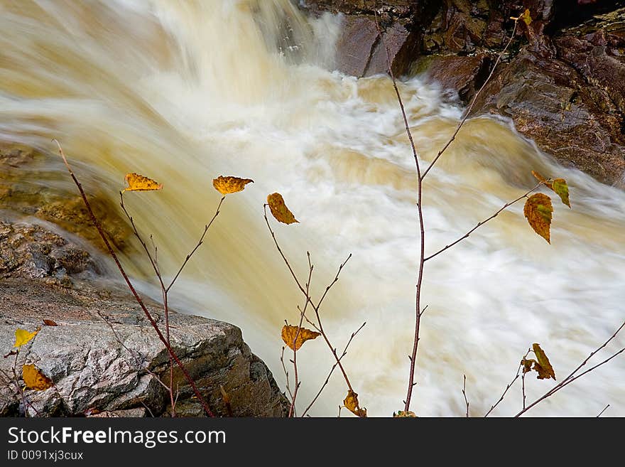 A few leaves hang on the shore of a raging river. A few leaves hang on the shore of a raging river.