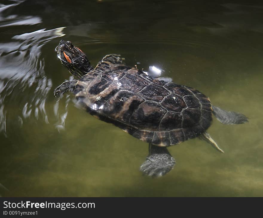 A swimming turtle holds its head above the water