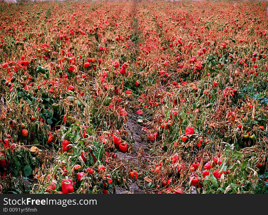 Bell peppers left in a field to rot. Bell peppers left in a field to rot.