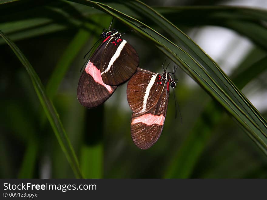 Mating butterflies