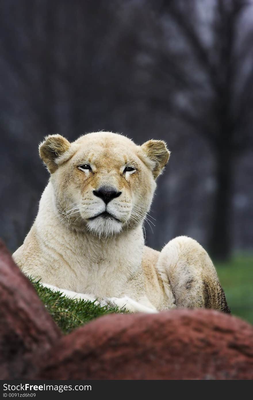 Lioness sitting on grass behind rocks