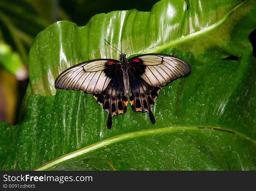 Black and grey butterfly with missing antenna