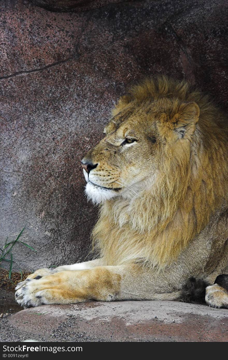 Lion sitting under a ledge