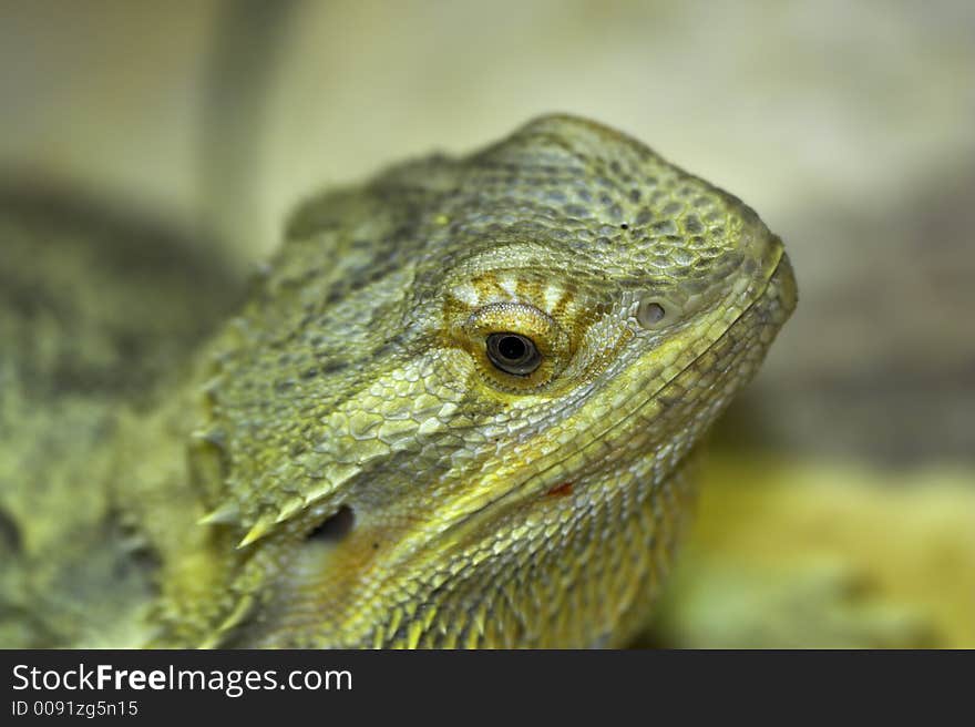 Lizard caged in zoo looking out