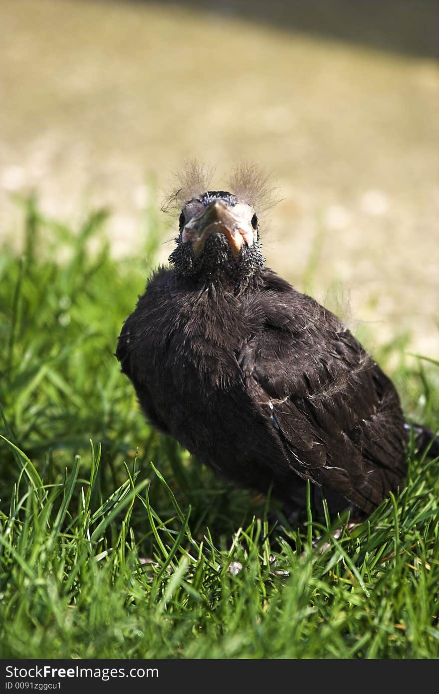 Grackle hatchling