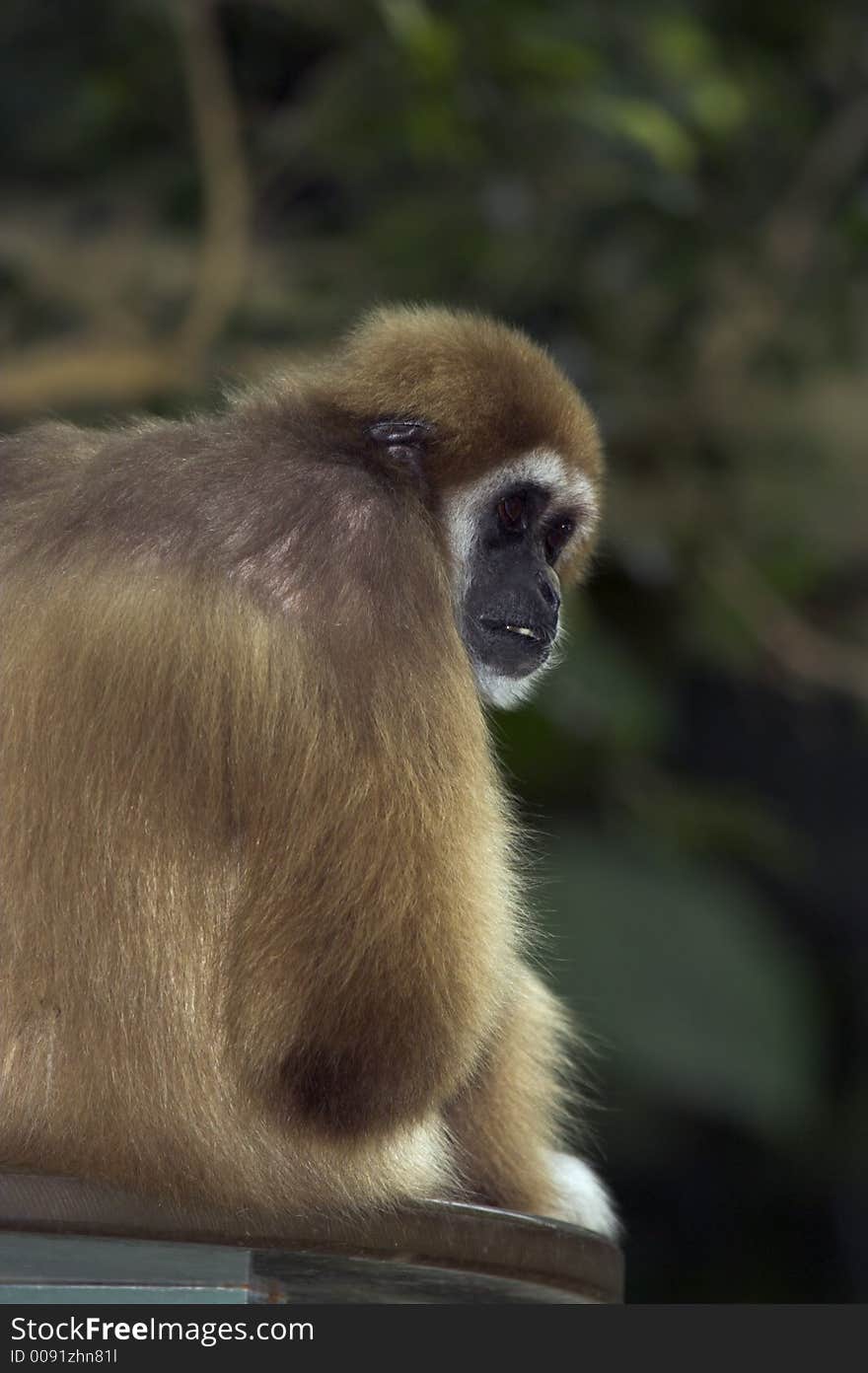 White-handed Gibbon sitting on platform