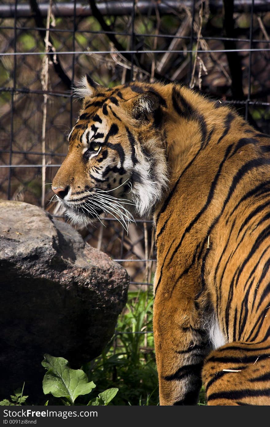 Caged tiger gazing out around