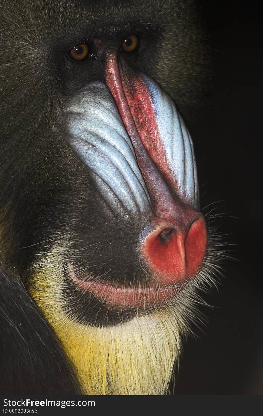 Mandrill Alpha Male