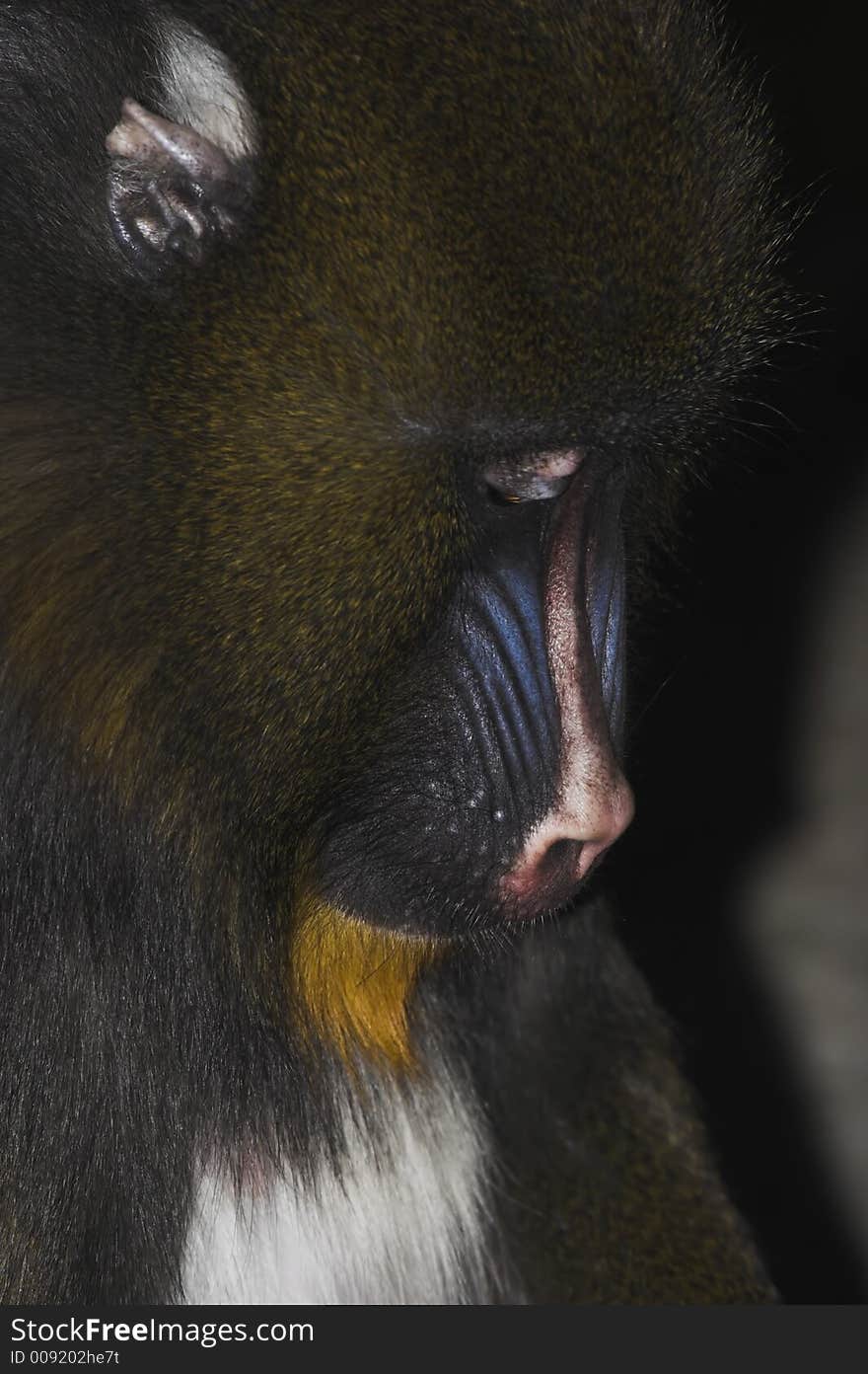 Pensive looking young Alpha Male Manddrill. Pensive looking young Alpha Male Manddrill