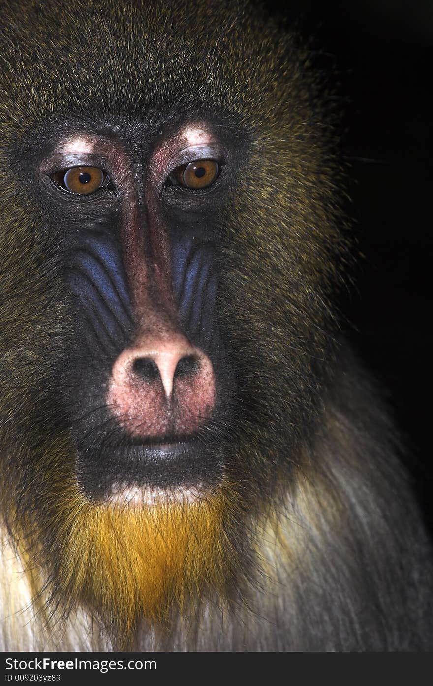 A young alpha male mandrill. A young alpha male mandrill