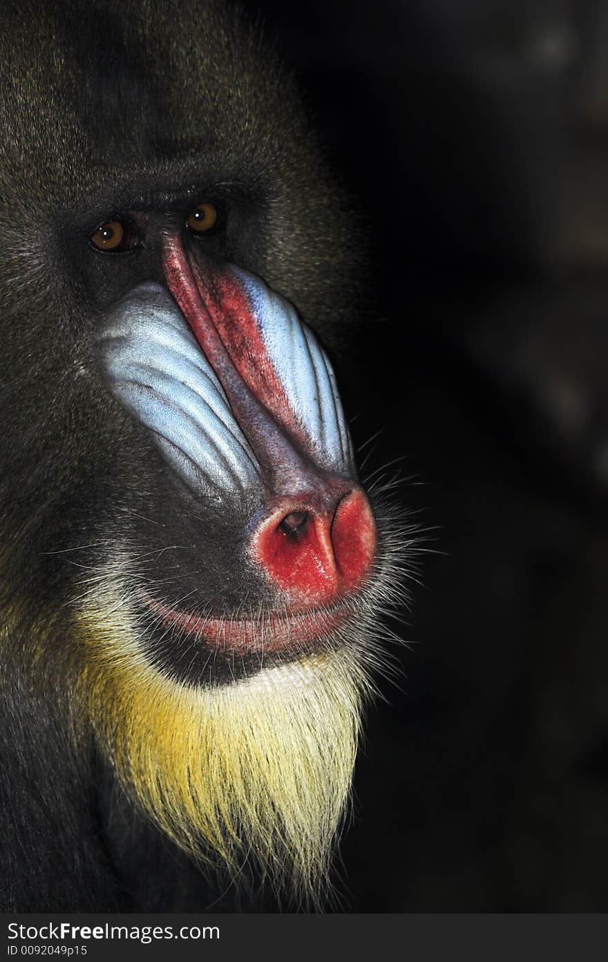 Mandrill ALpha Male deep in thought