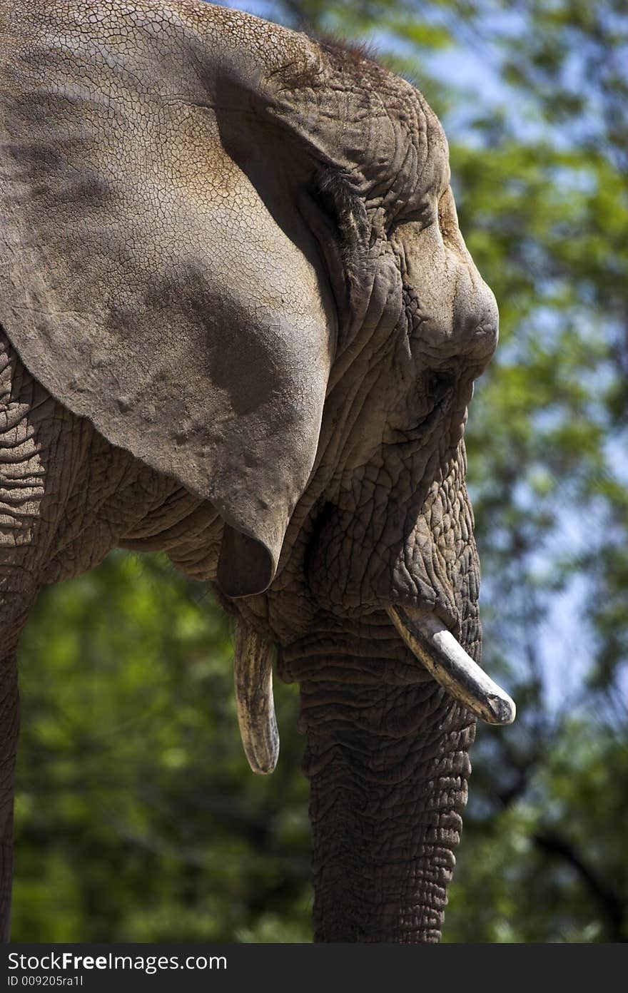 Side view of an elephants head