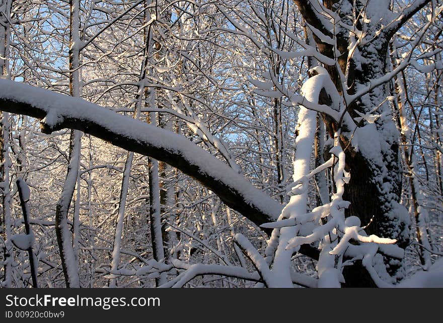 Snow on tress in early morning in Ottawa