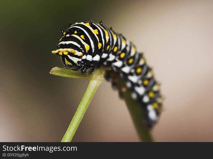 Macro image of a catapillar at the end of a stalk taken with very narrow depth of field